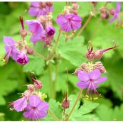 Storrodet Storkenæb 'Sandys Smile' Geranium Macrorrhizum 'Sandys Smile' 10 Cm Potte