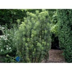 Blommebladet Taks 'Fastigiata' Cephalotaxus Harringtonia 'Fastigiata' Potte 5,0 Liter,- 50-60 Cm. -Sirius Butik p3587 2666 cephalotaxus harringtonia fastigiata b374