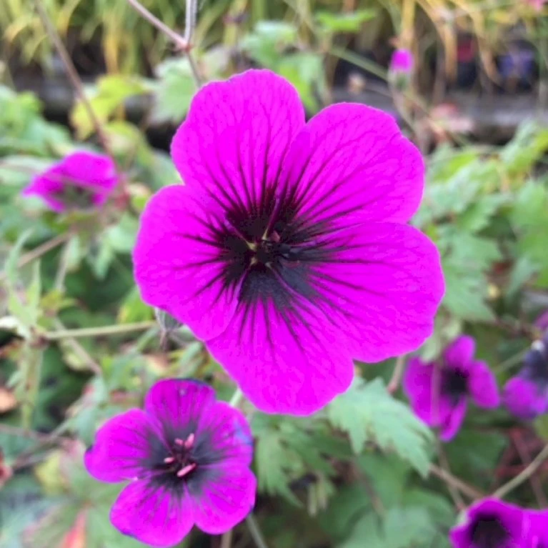 Storkenæb 'Dragon Heart' Geranium Hybrid 'Dragon Heart' 1 Liter Potte 1 Storkenæb 'Dragon Heart' Geranium Hybrid 'Dragon Heart' 1 Liter Potte