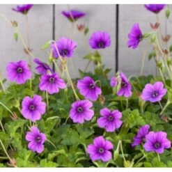 Storkenæb 'Hexham Velvet' Geranium Hybrid 'Hexham Velvet' 1 Liter Potte