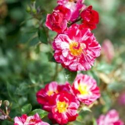 'Candy Cover'® Rosa X 'Candy Cover'® (Bunddækkerose) A-Kvalitet,- Barrods Roser Min. 3 Grene -Sirius Butik p358 51935 rosa x candy cover bunddaekkerose ab30