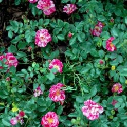 'Candy Cover'® Rosa X 'Candy Cover'® (Bunddækkerose) A-Kvalitet,- Barrods Roser Min. 3 Grene -Sirius Butik p358 51936 rosa x candy cover bunddaekkerose dadb