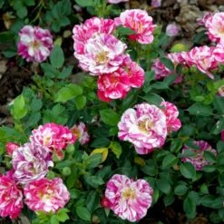 'Candy Cover'® Rosa X 'Candy Cover'® (Bunddækkerose) A-Kvalitet,- Barrods Roser Min. 3 Grene -Sirius Butik p358 51937 rosa x candy cover bunddaekkerose 9a28