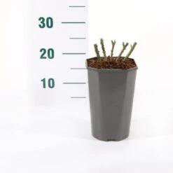 'Midnight Romanza' Rosa 'Midnight Romanza' 3,0 Liter Potte -Sirius Butik p35916 45580 rosa midnight romanza ad6a