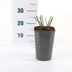 'Bailando' Rosa X 'Bailando' 3,0 Liter Potte -Sirius Butik p35923 45466 rosa x bailando d883