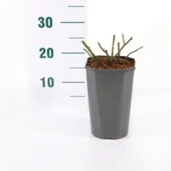 'Orange Meilove' Rosa X 'Orange Meilove' 3,0 Liter Potte -Sirius Butik p35926 45486 rosa x orange meilove 85f1