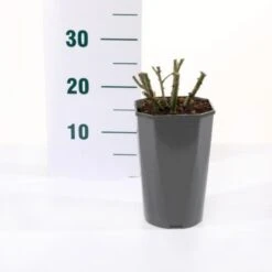 'Valencia' Rosa X 'Valencia' 3,0 Liter Potte -Sirius Butik p35936 45561 rosa x valencia eba9