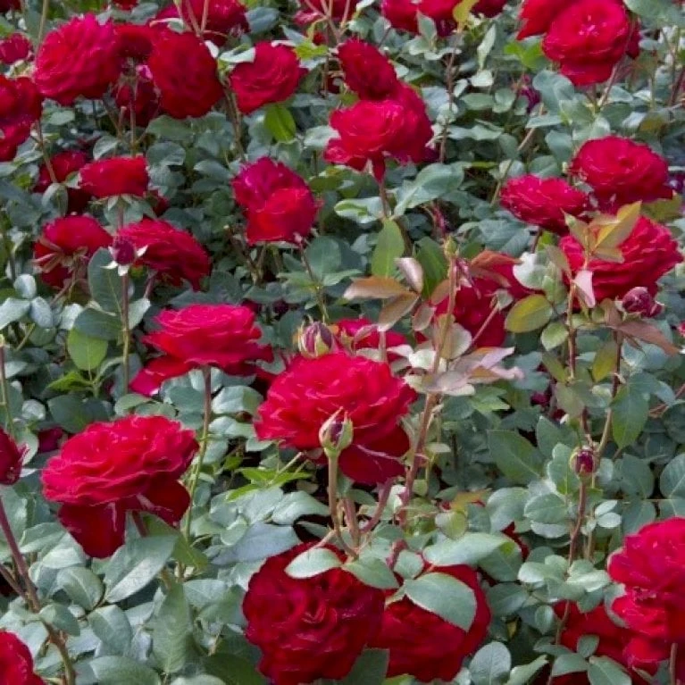 'Marlene'® Rosa X 'Marlene'® (Storblomstrende) A-Kvalitet,- Barrods Roser Min. 3 Grene 1 'Marlene'® Rosa X 'Marlene'® (Storblomstrende) A-Kvalitet,- Barrods Roser Min. 3 Grene