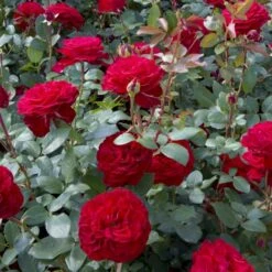 'Marlene'® Rosa X 'Marlene'® (Storblomstrende) A-Kvalitet,- Barrods Roser Min. 3 Grene 5 'Marlene'® Rosa X 'Marlene'® (Storblomstrende) A-Kvalitet,- Barrods Roser Min. 3 Grene -Sirius Butik p35940 53984 rosa x marlene storblomstrende f285