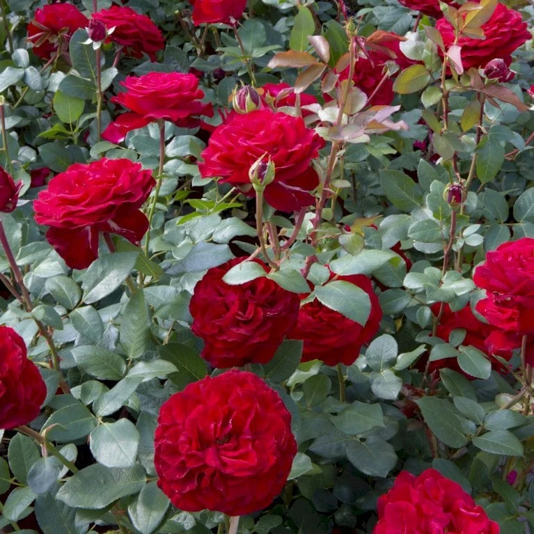 'Marlene'® Rosa X 'Marlene'® (Storblomstrende) A-Kvalitet,- Barrods Roser Min. 3 Grene 3 'Marlene'® Rosa X 'Marlene'® (Storblomstrende) A-Kvalitet,- Barrods Roser Min. 3 Grene - Billede 3