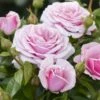 'Pacific Blue'® Rosa X 'Pacific Blue'® (Storblomstrende) A-Kvalitet,- Barrods Roser Min. 3 Grene