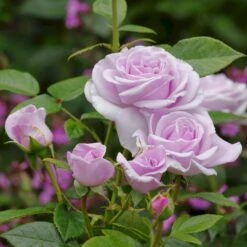 'Pacific Blue'® Rosa X 'Pacific Blue'® (Storblomstrende) A-Kvalitet,- Barrods Roser Min. 3 Grene 5 'Pacific Blue'® Rosa X 'Pacific Blue'® (Storblomstrende) A-Kvalitet,- Barrods Roser Min. 3 Grene -Sirius Butik p35942 53988 rosa x pacific blue storblomstrende 16f0