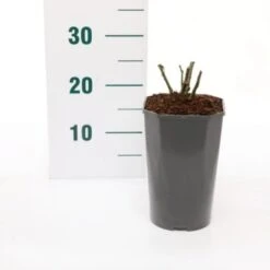 'Princesse Charlene De Monaco' Rosa 'Princesse Charlene De Monaco' 3,0 Liter Potte -Sirius Butik p35943 45587 rosa princesse charlene de monaco 5e51