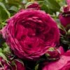 'Soul'® (syn. Ryslinge Rosen) Rosa X 'Soul'® (Storblomstrende) A-Kvalitet,- Barrods Roser Min. 3 Grene