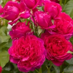 'Soul'® (syn. Ryslinge Rosen) Rosa X 'Soul'® (Storblomstrende) A-Kvalitet,- Barrods Roser Min. 3 Grene -Sirius Butik p35946 54040 rosa x soul storblomstrende 0e4c