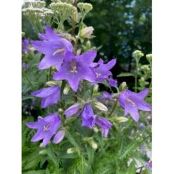 Nælde-Klokke Campanula Trachelium 2 Liter Potte