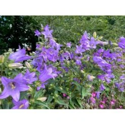 Nælde-Klokke Campanula Trachelium 2 Liter Potte -Sirius Butik p35983 41070 campanula trachelium 99f9