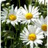 Okseøje Leucanthemum Vulgare Potte 0,5 Liter