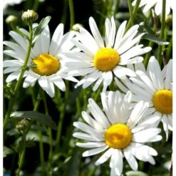 Okseøje Leucanthemum Vulgare Potte 0,5 Liter