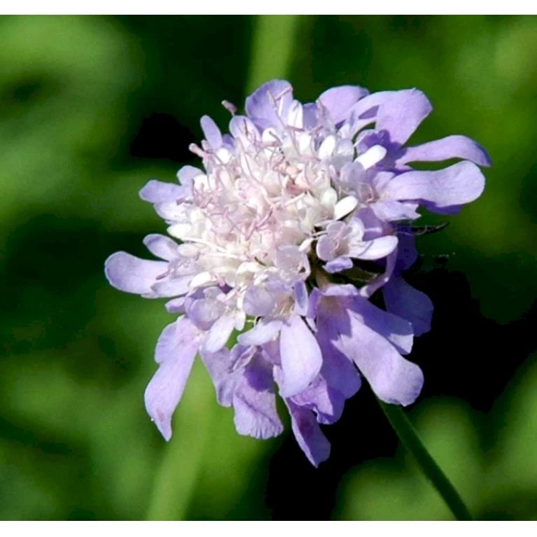 Dueskabiose Scabiosa Columbaria Potte 0,5 Liter 1 Dueskabiose Scabiosa Columbaria Potte 0,5 Liter