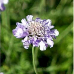 Dueskabiose Scabiosa Columbaria Potte 0,5 Liter 5 Dueskabiose Scabiosa Columbaria Potte 0,5 Liter -Sirius Butik p35989 39728 scabiosa columbaria 0153