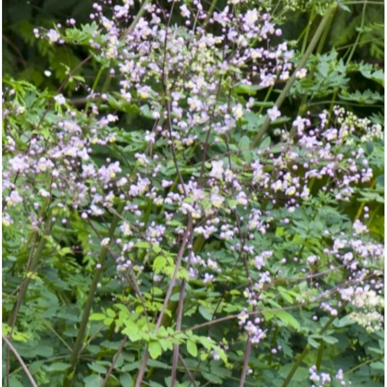 Kæmpe Violfrøstjerne 'Elin' Thalictrum 'Elin' 1 Liter Potte 3 Kæmpe Violfrøstjerne 'Elin' Thalictrum 'Elin' 1 Liter Potte - Billede 3