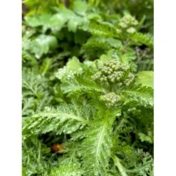 Røllike 'Milly Rock Rose' Achillea Millefolium 'Milly Rock Rose' 3,5 Liter Potte -Sirius Butik p36036 41057 achillea millefolium milly rock rose e641