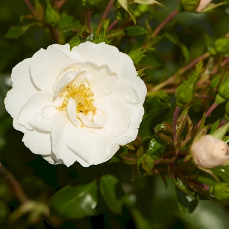 'Diamond Border'® Rosa X 'Diamond Border'® (Bunddækkerose) A-Kvalitet,- Barrods Roser Min. 3 Grene 1 'Diamond Border'® Rosa X 'Diamond Border'® (Bunddækkerose) A-Kvalitet,- Barrods Roser Min. 3 Grene