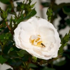 'Diamond Border'® Rosa X 'Diamond Border'® (Bunddækkerose) A-Kvalitet,- Barrods Roser Min. 3 Grene 14 'Diamond Border'® Rosa X 'Diamond Border'® (Bunddækkerose) A-Kvalitet,- Barrods Roser Min. 3 Grene -Sirius Butik p362 51944 rosa x diamond border bunddaekkerose c61e