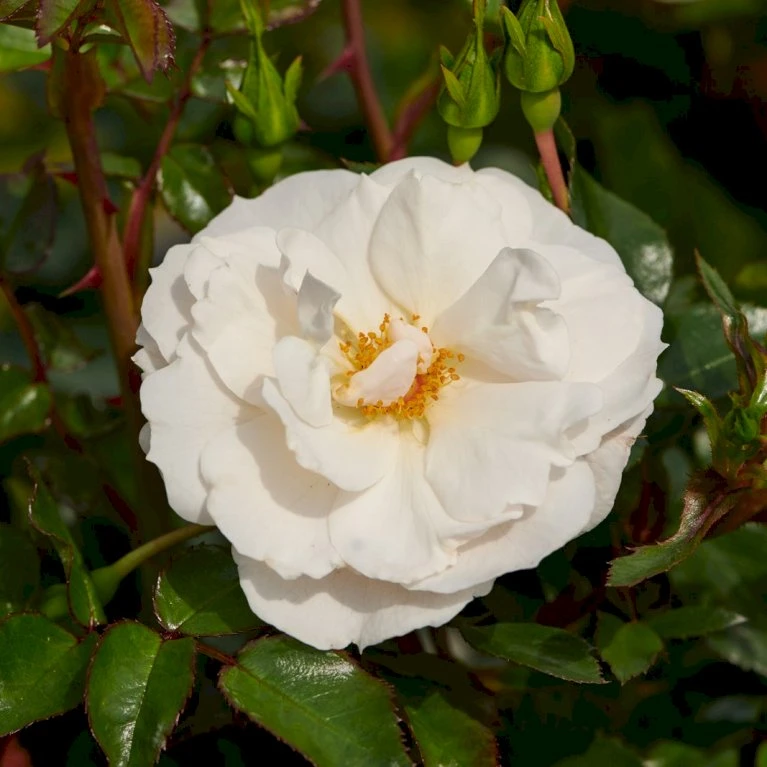 'Diamond Border'® Rosa X 'Diamond Border'® (Bunddækkerose) A-Kvalitet,- Barrods Roser Min. 3 Grene 4 'Diamond Border'® Rosa X 'Diamond Border'® (Bunddækkerose) A-Kvalitet,- Barrods Roser Min. 3 Grene - Billede 4