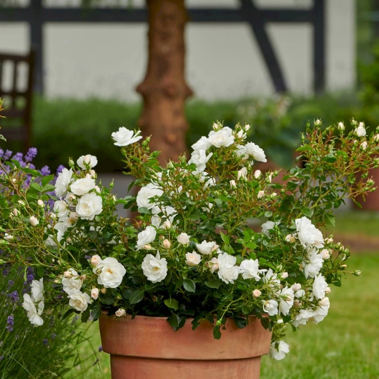 'Diamond Border'® Rosa X 'Diamond Border'® (Bunddækkerose) A-Kvalitet,- Barrods Roser Min. 3 Grene 5 'Diamond Border'® Rosa X 'Diamond Border'® (Bunddækkerose) A-Kvalitet,- Barrods Roser Min. 3 Grene - Billede 5