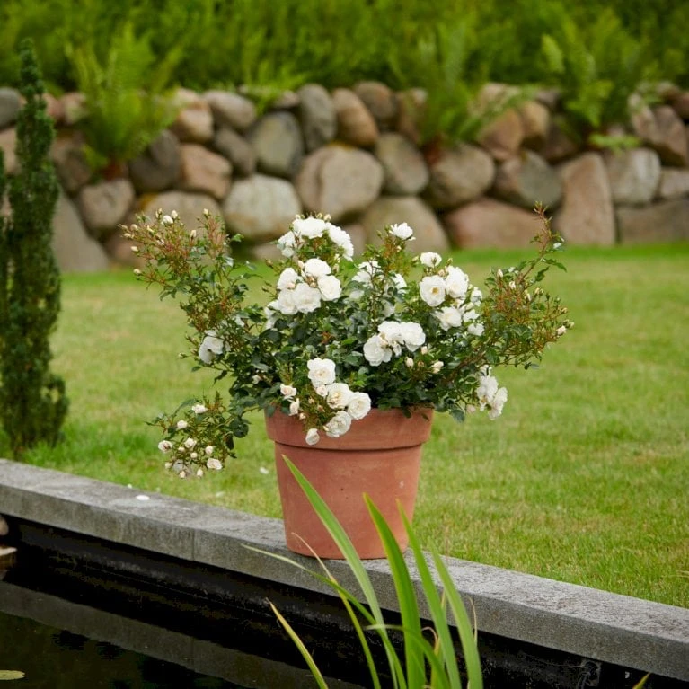 'Diamond Border'® Rosa X 'Diamond Border'® (Bunddækkerose) A-Kvalitet,- Barrods Roser Min. 3 Grene 6 'Diamond Border'® Rosa X 'Diamond Border'® (Bunddækkerose) A-Kvalitet,- Barrods Roser Min. 3 Grene - Billede 6