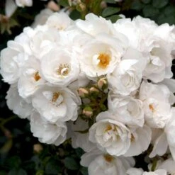 'Diamond Border'® Rosa X 'Diamond Border'® (Bunddækkerose) A-Kvalitet,- Barrods Roser Min. 3 Grene 19 'Diamond Border'® Rosa X 'Diamond Border'® (Bunddækkerose) A-Kvalitet,- Barrods Roser Min. 3 Grene -Sirius Butik p362 51949 rosa x diamond border bunddaekkerose 0775