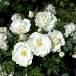 'Diamond Border'® Rosa X 'Diamond Border'® (Bunddækkerose) A-Kvalitet,- Barrods Roser Min. 3 Grene 20 'Diamond Border'® Rosa X 'Diamond Border'® (Bunddækkerose) A-Kvalitet,- Barrods Roser Min. 3 Grene -Sirius Butik p362 51950 rosa x diamond border bunddaekkerose 2047