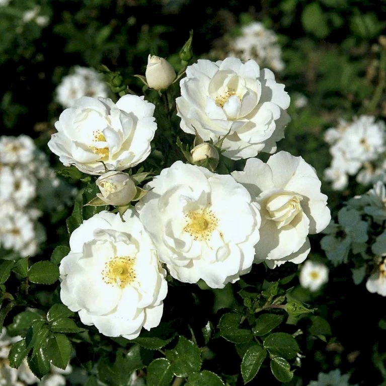 'Diamond Border'® Rosa X 'Diamond Border'® (Bunddækkerose) A-Kvalitet,- Barrods Roser Min. 3 Grene 9 'Diamond Border'® Rosa X 'Diamond Border'® (Bunddækkerose) A-Kvalitet,- Barrods Roser Min. 3 Grene - Billede 9