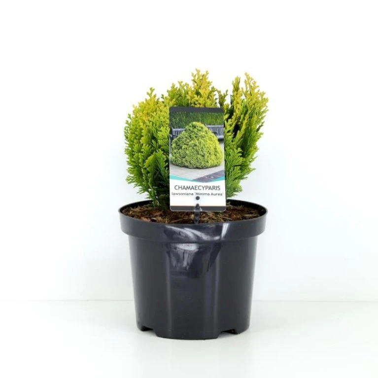 Dværg Ædelcypres 'Minima Aurea' Chamaecyparis Lawsoniana 'Minima Aurea' Potte 3,0 Liter,- 25-30 Cm. 1 Dværg Ædelcypres 'Minima Aurea' Chamaecyparis Lawsoniana 'Minima Aurea' Potte 3,0 Liter,- 25-30 Cm.