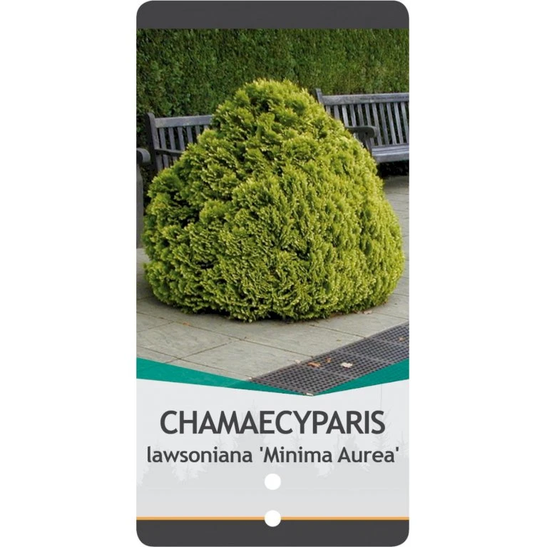 Dværg Ædelcypres 'Minima Aurea' Chamaecyparis Lawsoniana 'Minima Aurea' Potte 3,0 Liter,- 25-30 Cm. 3 Dværg Ædelcypres 'Minima Aurea' Chamaecyparis Lawsoniana 'Minima Aurea' Potte 3,0 Liter,- 25-30 Cm. - Billede 3