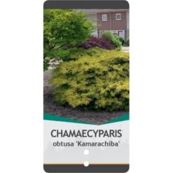 Solcypres 'Kamarachiba' Chamaecyparis Obtusa 'Kamarachiba' Potte 3,0 Liter,- 25-30 Cm. -Sirius Butik p3635 38788 image c7af