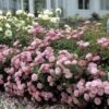 'Easy Cover'® Rosa X 'Easy Cover'® (Bunddækkerose) A-Kvalitet,- Barrods Roser Min. 3 Grene