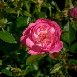 'Easy Cover'® Rosa X 'Easy Cover'® (Bunddækkerose) A-Kvalitet,- Barrods Roser Min. 3 Grene 12 'Easy Cover'® Rosa X 'Easy Cover'® (Bunddækkerose) A-Kvalitet,- Barrods Roser Min. 3 Grene -Sirius Butik p363 51953 rosa x easy cover bunddaekkerose 23b9