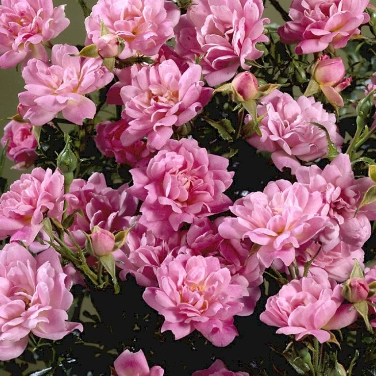 'Easy Cover'® Rosa X 'Easy Cover'® (Bunddækkerose) A-Kvalitet,- Barrods Roser Min. 3 Grene 5 'Easy Cover'® Rosa X 'Easy Cover'® (Bunddækkerose) A-Kvalitet,- Barrods Roser Min. 3 Grene - Billede 5