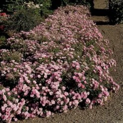'Easy Cover'® Rosa X 'Easy Cover'® (Bunddækkerose) A-Kvalitet,- Barrods Roser Min. 3 Grene 14 'Easy Cover'® Rosa X 'Easy Cover'® (Bunddækkerose) A-Kvalitet,- Barrods Roser Min. 3 Grene -Sirius Butik p363 51955 rosa x easy cover bunddaekkerose d3fa