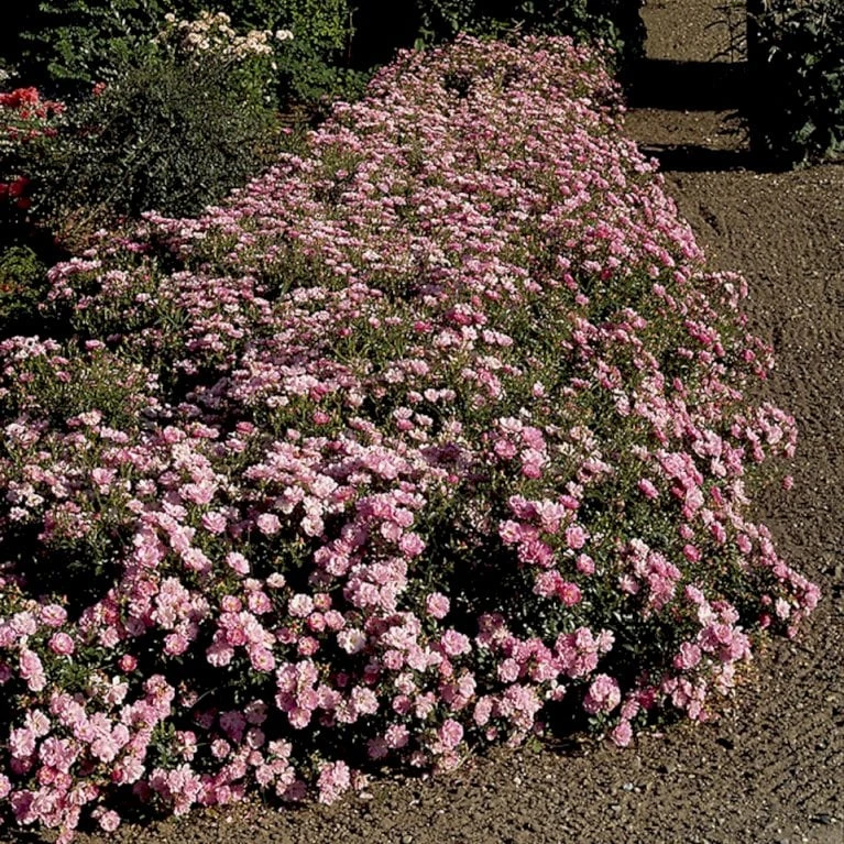'Easy Cover'® Rosa X 'Easy Cover'® (Bunddækkerose) A-Kvalitet,- Barrods Roser Min. 3 Grene 6 'Easy Cover'® Rosa X 'Easy Cover'® (Bunddækkerose) A-Kvalitet,- Barrods Roser Min. 3 Grene - Billede 6
