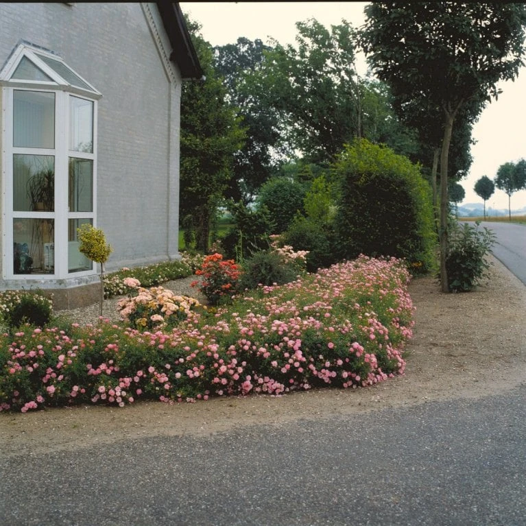 'Easy Cover'® Rosa X 'Easy Cover'® (Bunddækkerose) A-Kvalitet,- Barrods Roser Min. 3 Grene 7 'Easy Cover'® Rosa X 'Easy Cover'® (Bunddækkerose) A-Kvalitet,- Barrods Roser Min. 3 Grene - Billede 7