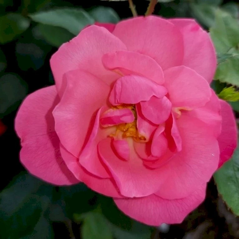 'Lars Lilholt' Rosa X 'Lars Lilholt' (Buketrose) A-kvalitet,- Pottede Roser 4 'Lars Lilholt' Rosa X 'Lars Lilholt' (Buketrose) A-kvalitet,- Pottede Roser - Billede 4