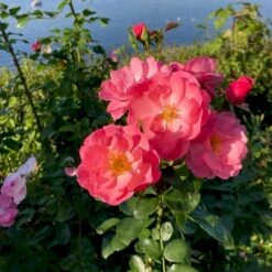 'Lars Lilholt' Rosa X 'Lars Lilholt' (Buketrose) A-kvalitet,- Pottede Roser 10 'Lars Lilholt' Rosa X 'Lars Lilholt' (Buketrose) A-kvalitet,- Pottede Roser -Sirius Butik p36482 51591 rosa x lars lilholt buketrose 2374