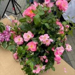 'Lars Lilholt' Rosa X 'Lars Lilholt' (Buketrose) A-kvalitet,- Pottede Roser 11 'Lars Lilholt' Rosa X 'Lars Lilholt' (Buketrose) A-kvalitet,- Pottede Roser -Sirius Butik p36482 51592 rosa x lars lilholt buketrose 355a