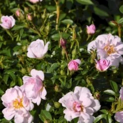 'Gentle Cover'® Rosa X 'Gentle Cover'® (Bunddækkerose) A-Kvalitet,- Barrods Roser Min. 3 Grene