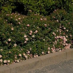 'Gentle Cover'® Rosa X 'Gentle Cover'® (Bunddækkerose) A-Kvalitet,- Barrods Roser Min. 3 Grene -Sirius Butik p364 51962 rosa x gentle cover bunddaekkerose d3df