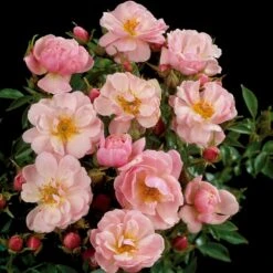 'Gentle Cover'® Rosa X 'Gentle Cover'® (Bunddækkerose) A-Kvalitet,- Barrods Roser Min. 3 Grene -Sirius Butik p364 51964 rosa x gentle cover bunddaekkerose e1ac
